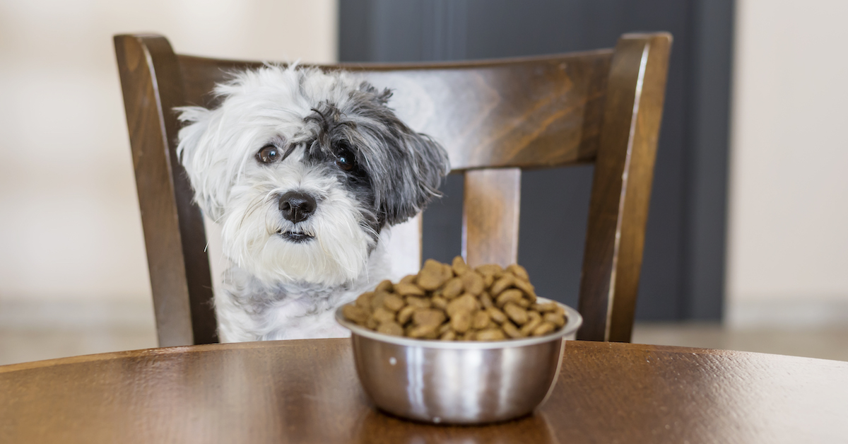 Food Allergies in Pets: Is Your Pet Allergic to Their Food?